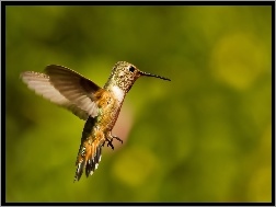 Koliber, Tło